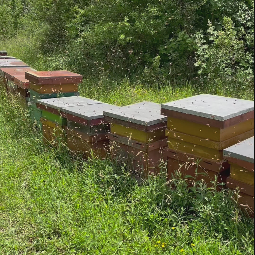 Carica il video: Apicoltura Stampone dal 1894